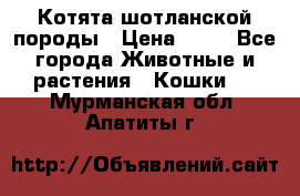 Котята шотланской породы › Цена ­ 40 - Все города Животные и растения » Кошки   . Мурманская обл.,Апатиты г.